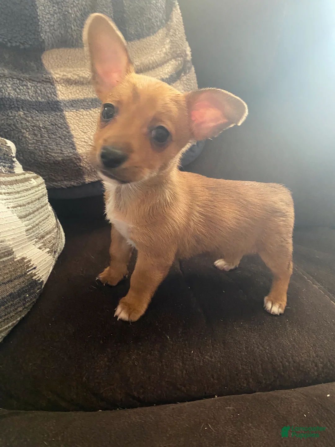 Mixed Breed dogs for sale: Mixed Breed Puppy 1 - Ad 1