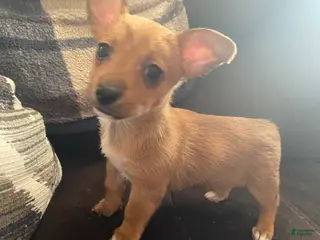 Mixed Breed dogs Mixed Breed Puppy 1 - Ad 21