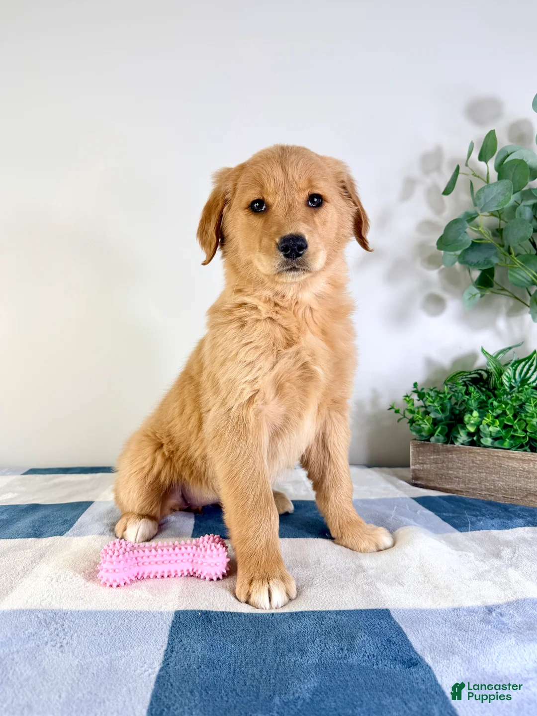 Golden Retriever dogs for sale: Goldie - Ad 4