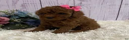 Toy Poodle dogs for sale: Petunia - Ad 3