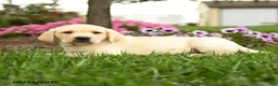 Labrador Retriever dogs for sale: Cooper - Ad 5
