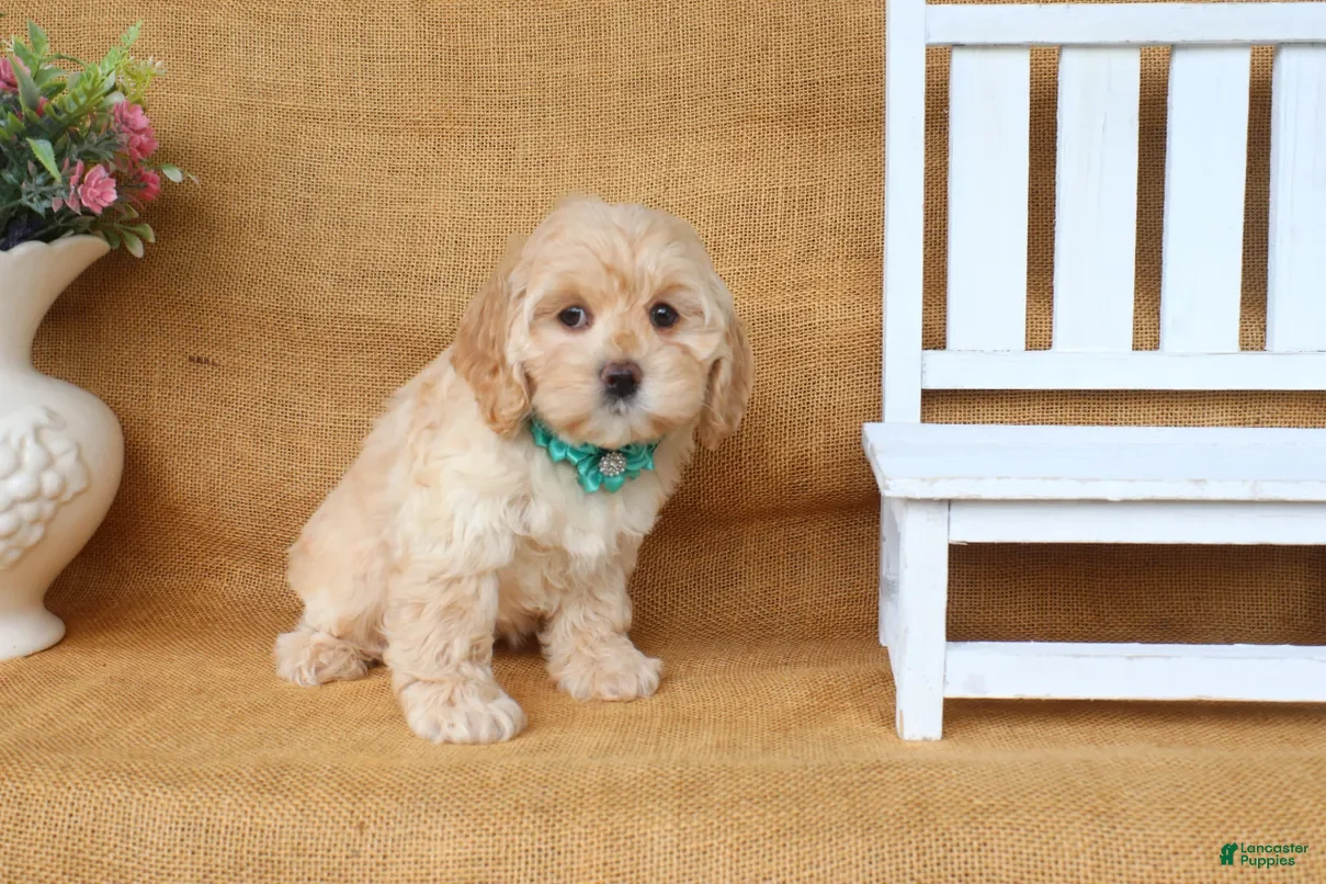 Cockapoo dogs Camille - Ad 2