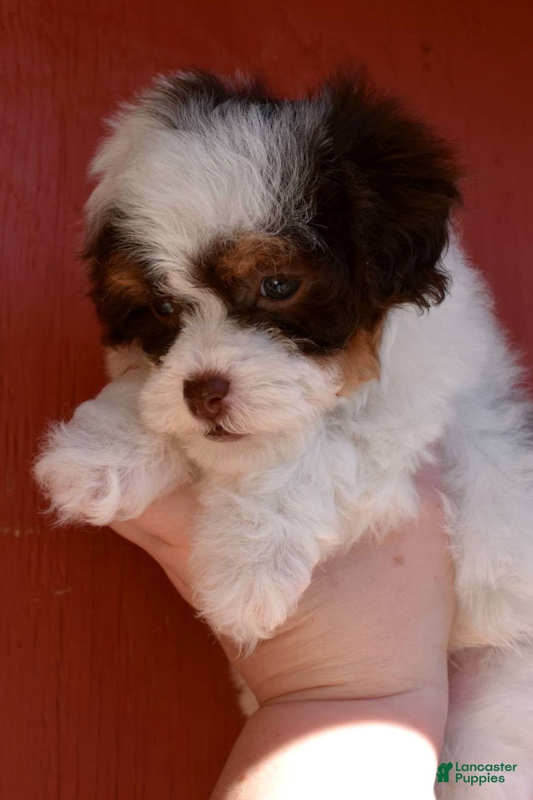 Miniature Poodle dogs Belle - AKC Mini Poodle - Ad 3