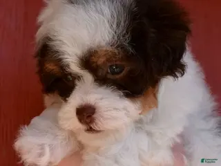 Miniature Poodle dogs Belle - AKC Mini Poodle - Ad 3