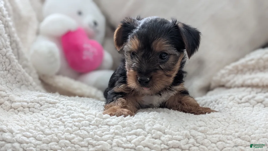 Yorkshire Terrier dogs for sale: Angel - Ad 8