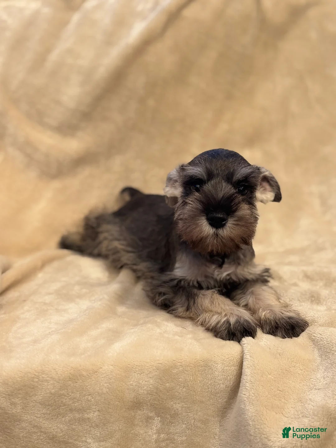 Miniature Schnauzer dogs for sale: Amélie - Ad 2