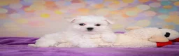Maltese dogs for sale: Wiston - Ad 6