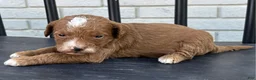 Mini Goldendoodle dogs for sale: Feta - Ad 2