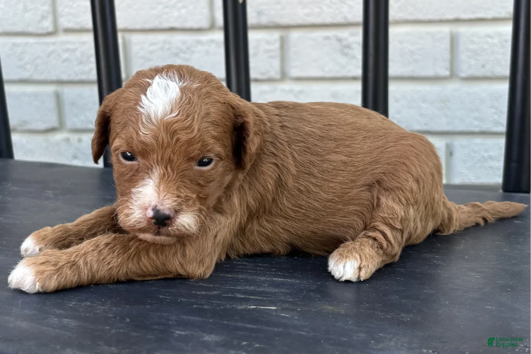 Mini Goldendoodle dogs for sale: Feta - Ad 2