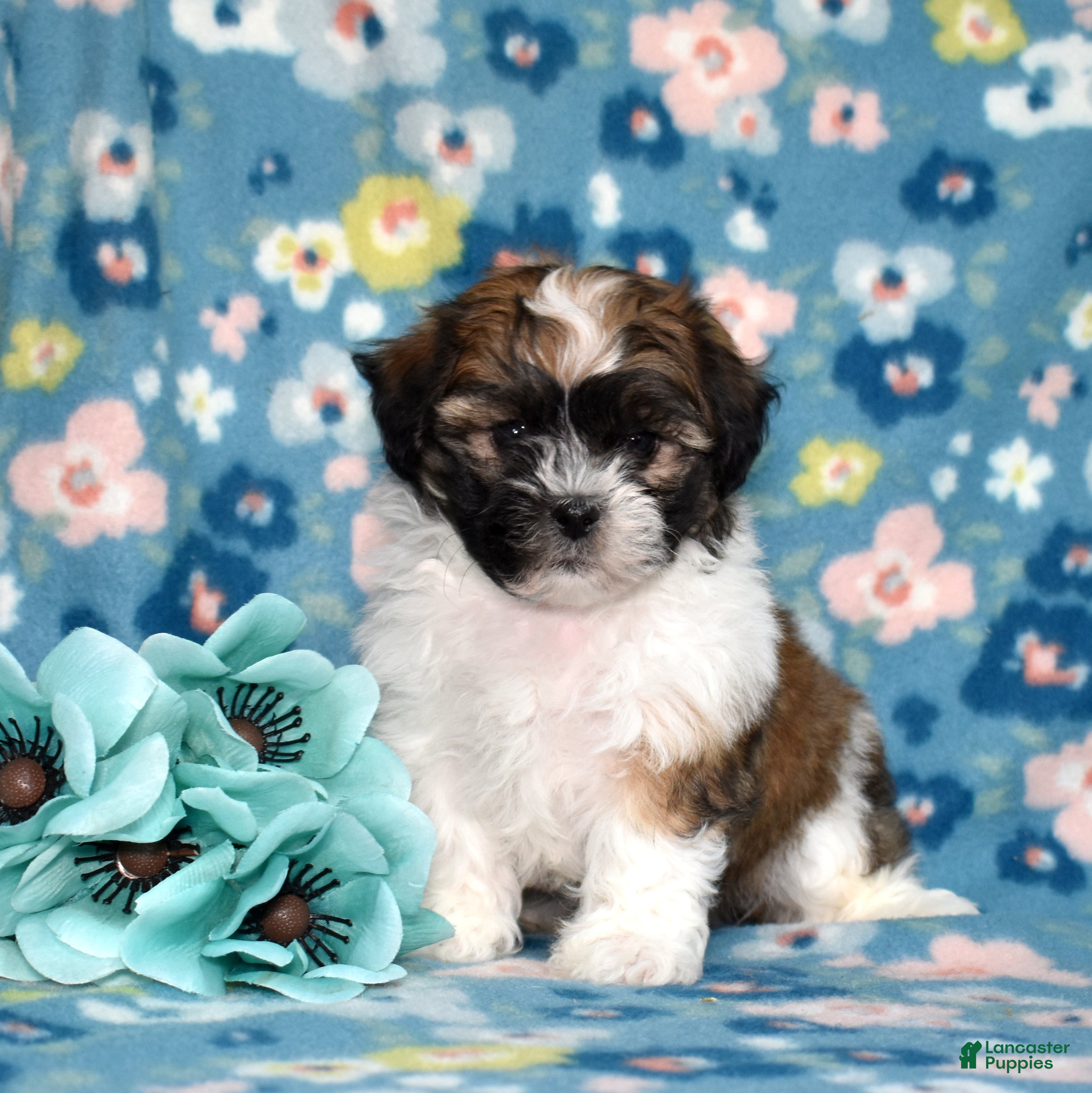 Teddy Bear dogs Cola - Ad 1