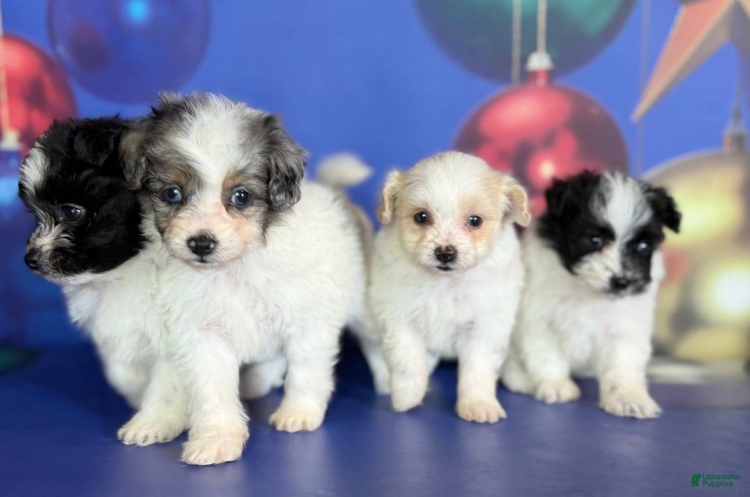 Pomapoo dogs for sale: Cookie - Ad 12