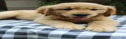 Golden Retriever dogs for sale: Stella - Ad 6