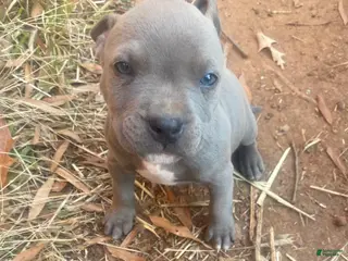 Mixed Breed dogs Mixed Breed Puppy 1 - Ad 14