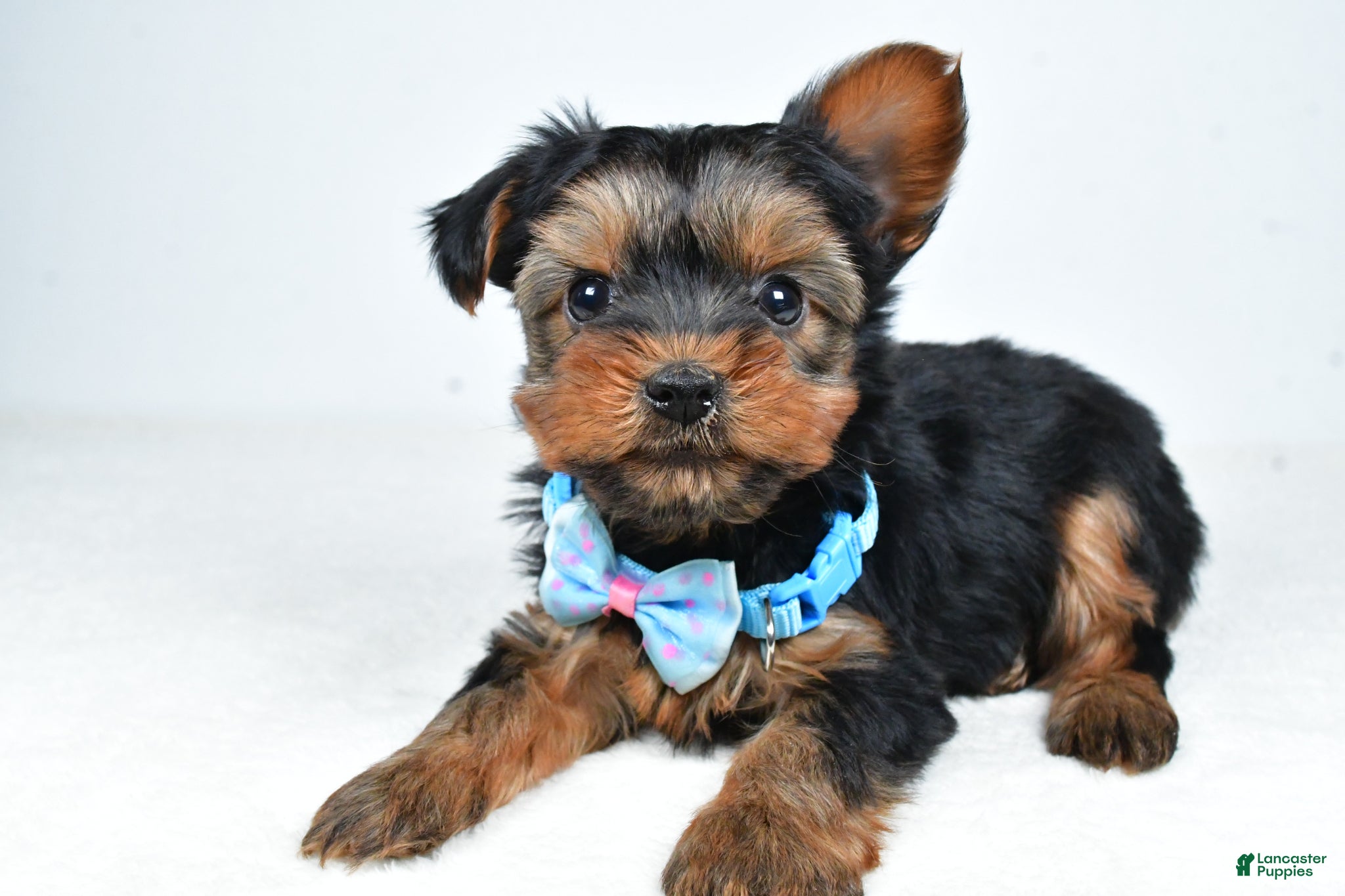 Morkie dogs Asher - Ad 2