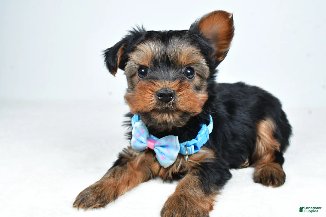 Morkie dogs for sale: Asher - Ad 2
