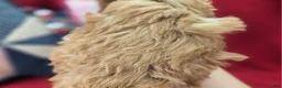 Cockapoo dogs for sale: Girdle - Ad 7