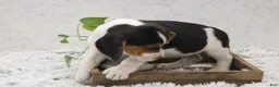 Beagle dogs for sale: Scippy - Ad 2