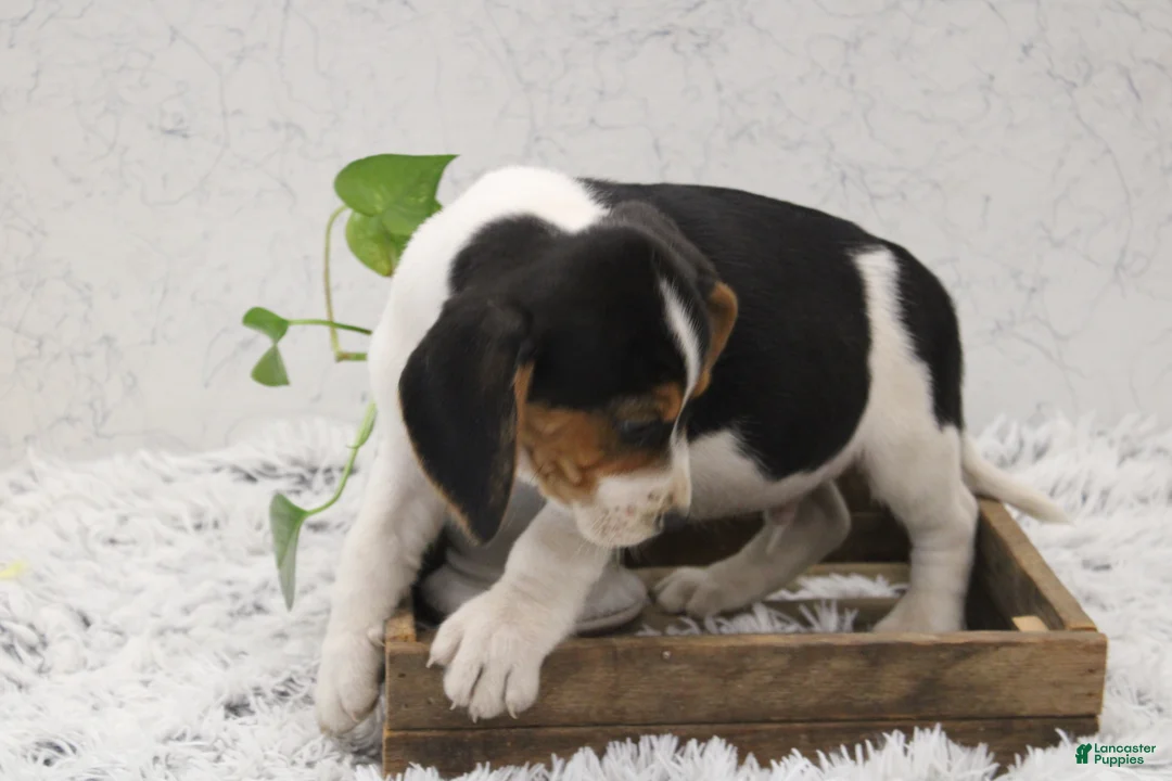 Beagle dogs for sale: Scippy - Ad 2