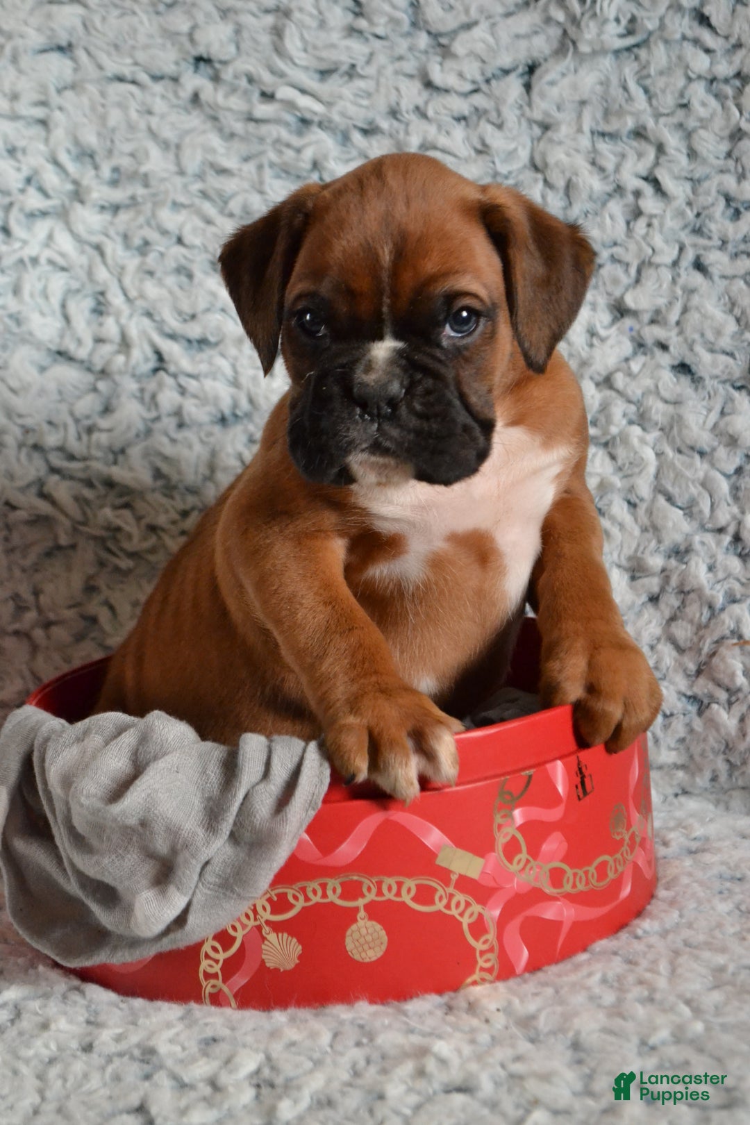 Boxer dogs for sale: Roscoe - Ad 2