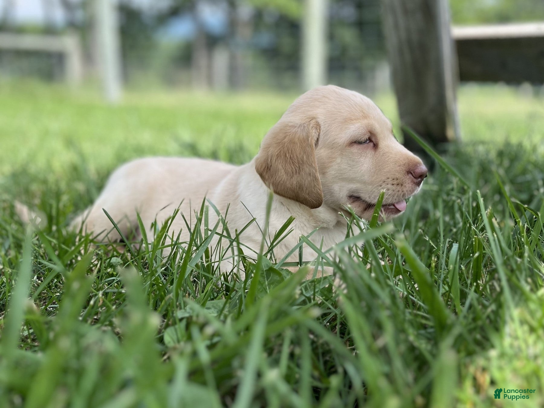 Labrador Retriever dogs Mandy - Ad 1