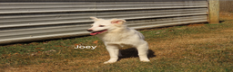 Mixed Breed dogs for sale: Joey  - Ad 3