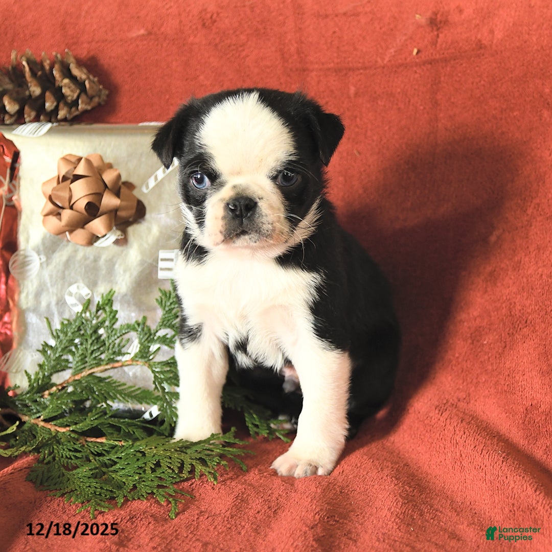 Pug dogs for sale: Rudolph - Ad 3