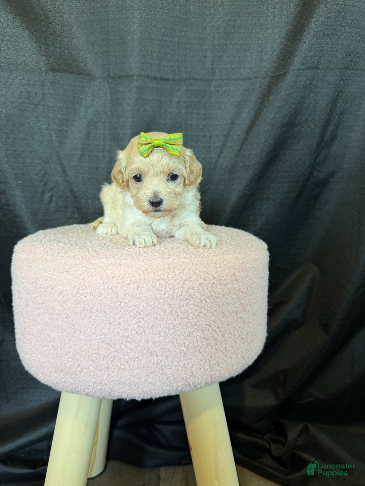 Maltipoo dogs for sale: Barbies Maltipoo Girl! Green Bow 💚 - Ad 6