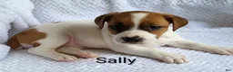 Jack Russell Terrier dogs for sale: Jack Russell Terrier Puppy 4 - Ad 1