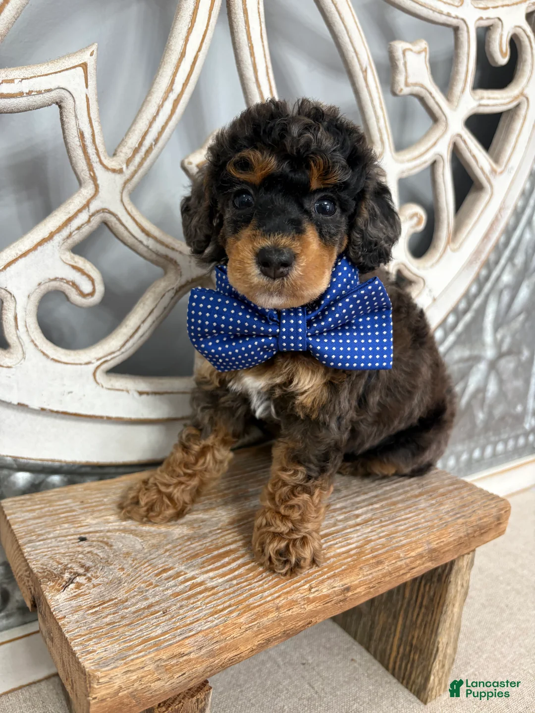 Miniature Poodle dogs for sale: Blue collar “mav” - Ad 1
