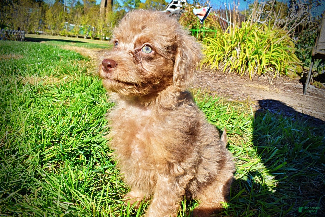 Havapoo dogs for sale: Indigo - Ad 12