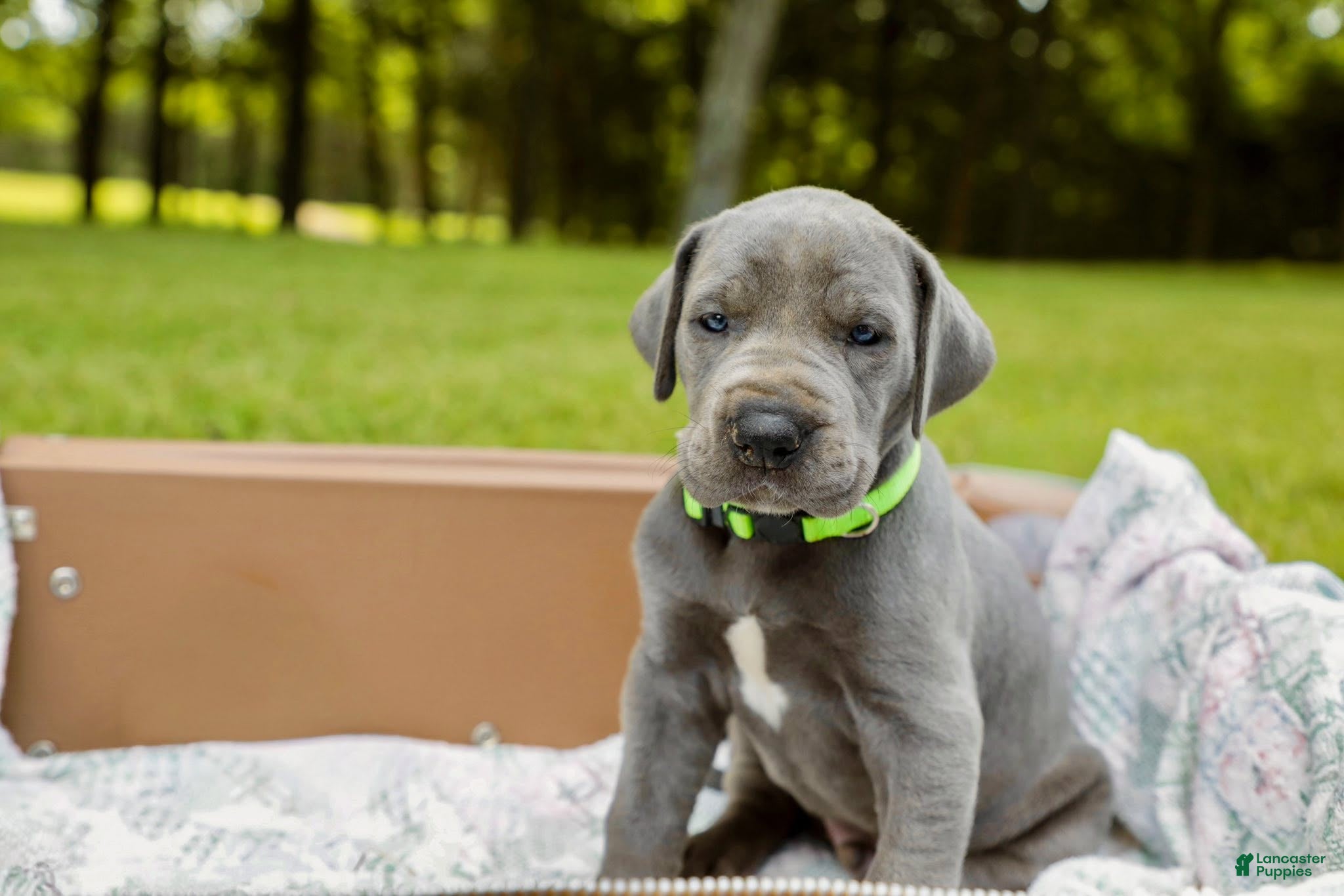 Great Dane dogs Willington - Ad 2