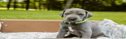Great Dane dogs for sale: Willington - Ad 1