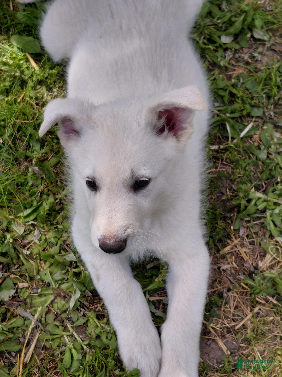 German Shepherd dogs for sale: German Shepherd Puppy 4 - Ad 2