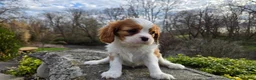 Cavalier King Charles Spaniel dogs for sale: Zion - Ad 6