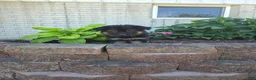 German Shepherd dogs for sale: Jessie - Ad 10