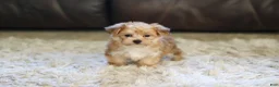 Morkie dogs for sale: Charlie - Ad 6
