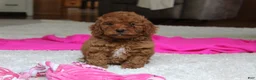 Cavapoochon dogs for sale: Monica - Ad 9