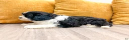 Cavapoo dogs for sale: Olivia - Ad 3