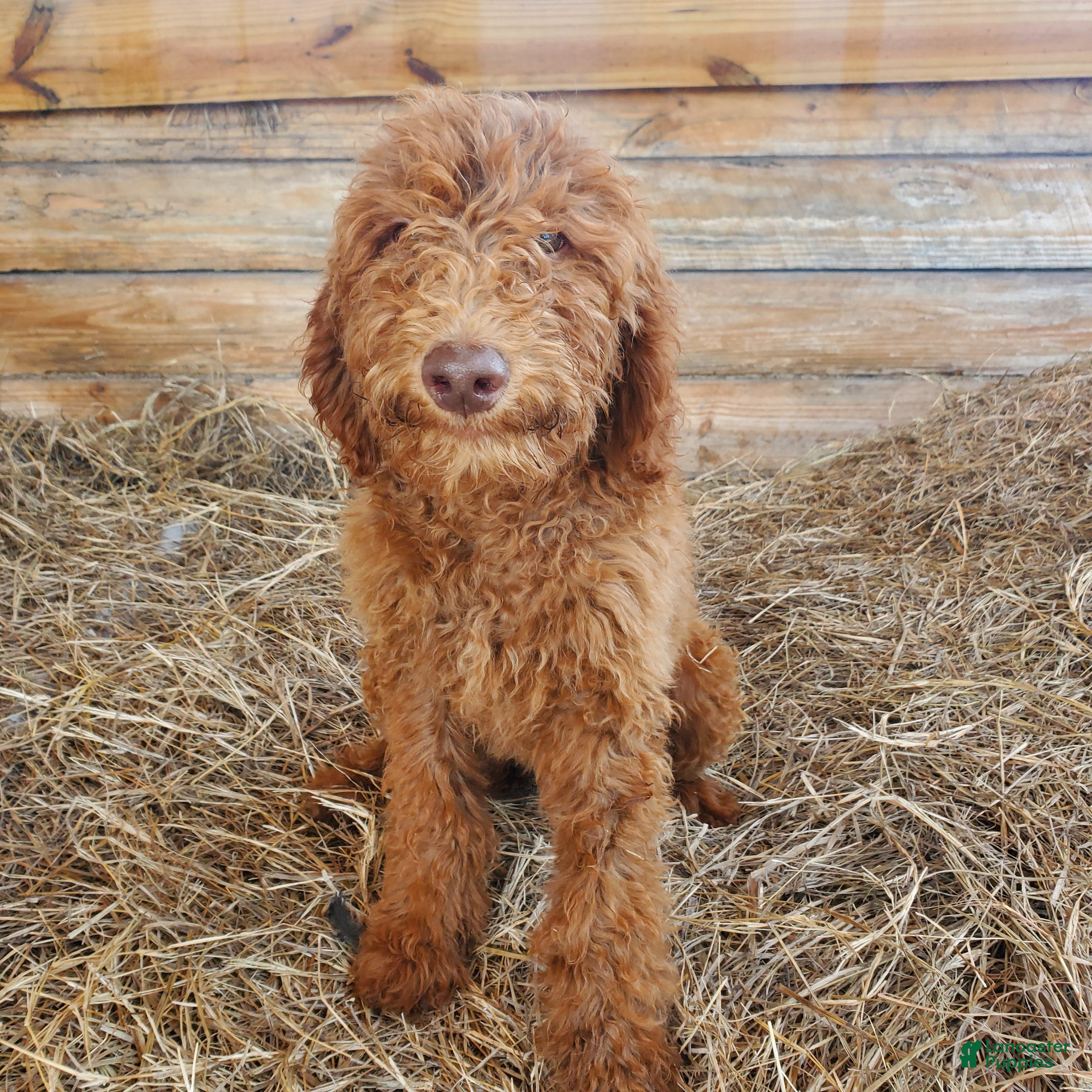 Goldendoodle dogs Bentley - Ad 17