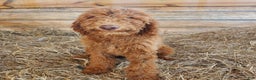 Goldendoodle dogs for sale: Bentley - Ad 1