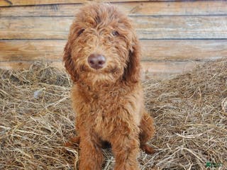 Goldendoodle dogs Bentley - Ad 14