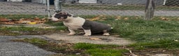 American Bully dogs for sale: American Bully Male - Ad 3