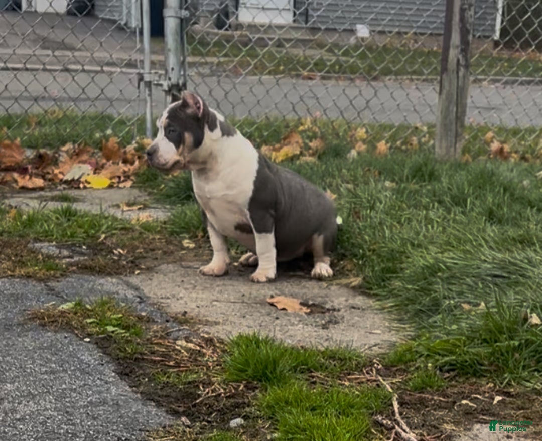 American Bully dogs for sale: American Bully Male - Ad 3