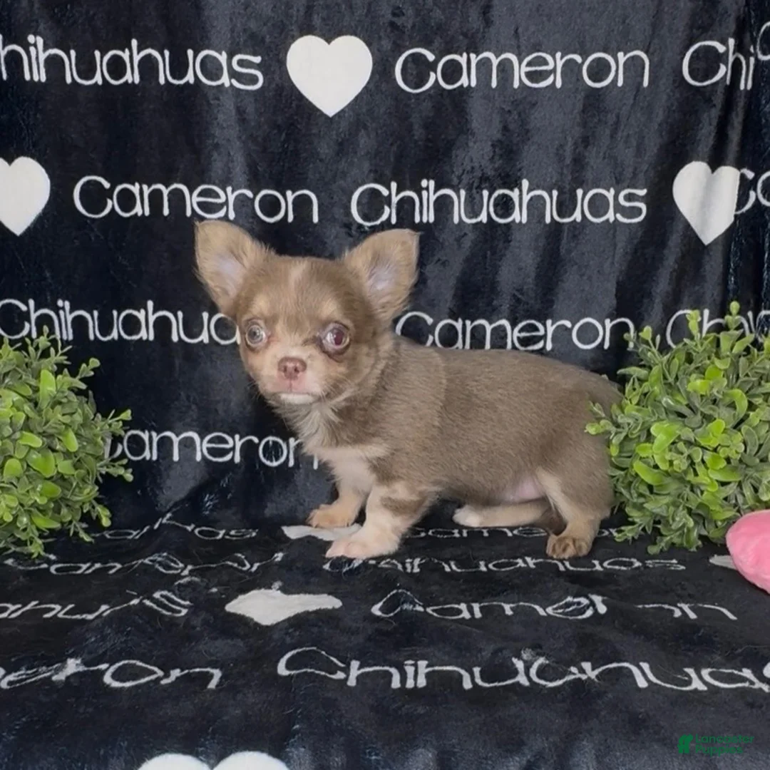 Chihuahua dogs for sale: Aspen Lavender Long Coat - Ad 2