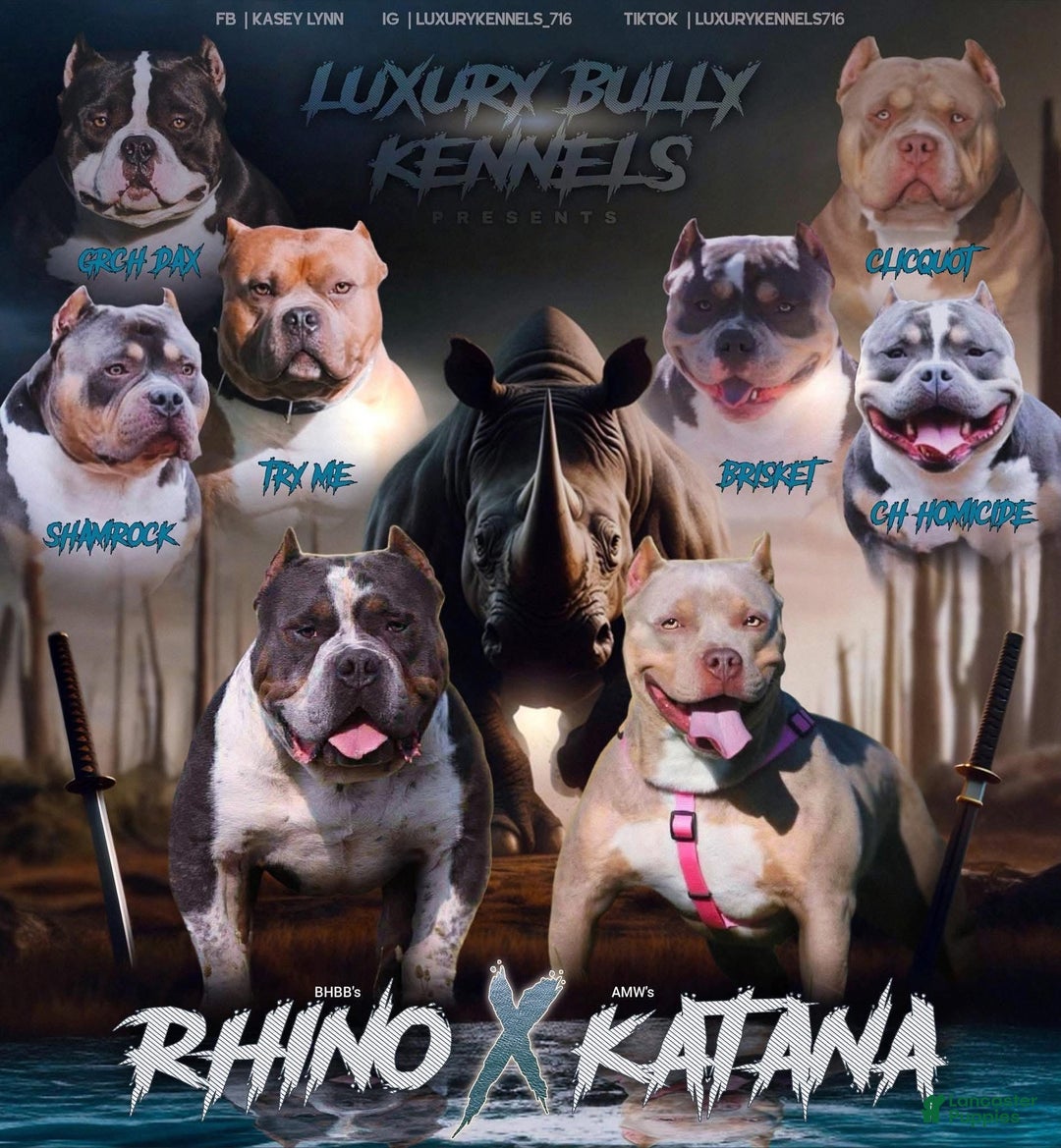 American Bully dogs for sale: Nitara - Ad 5