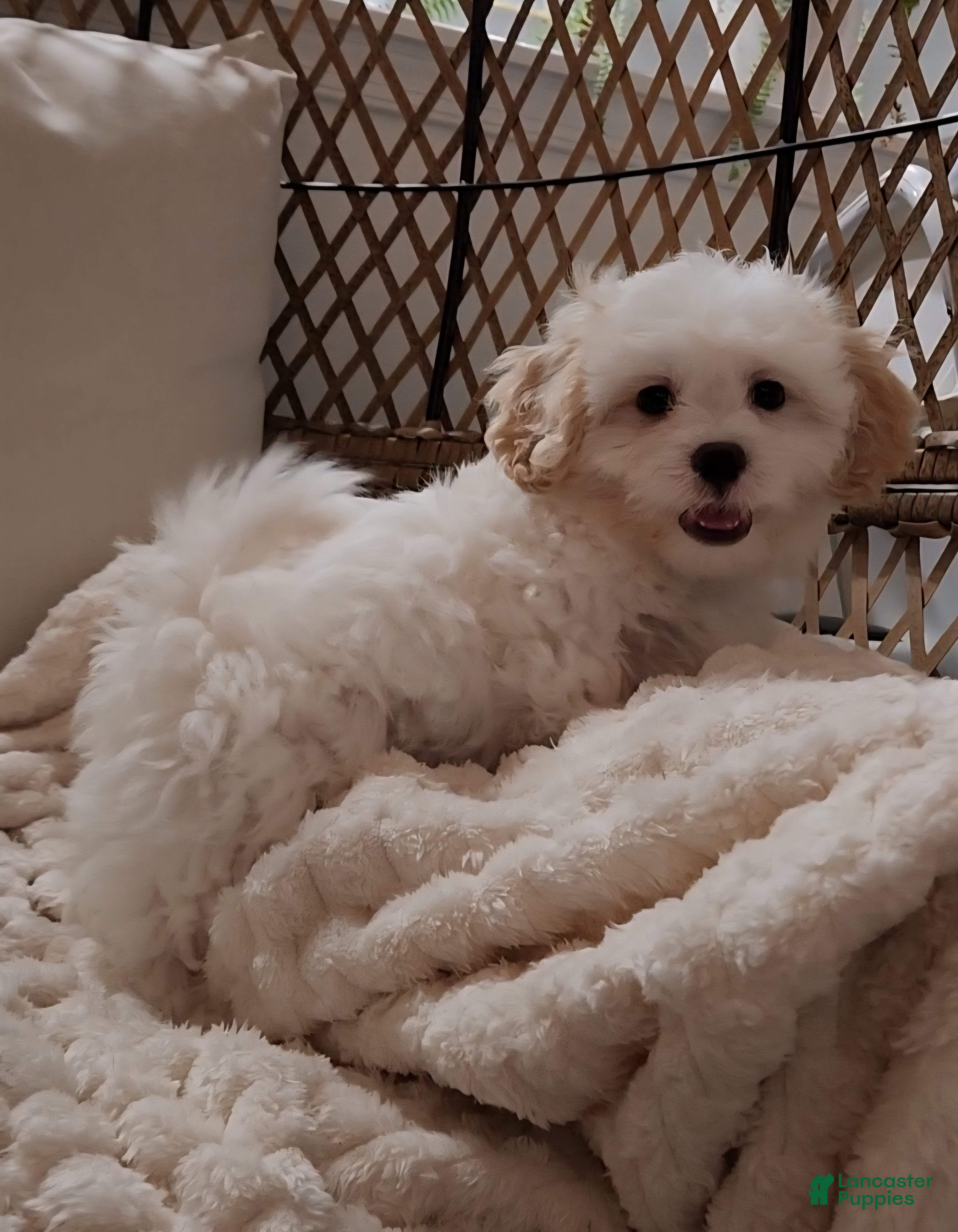 Shihpoo dogs for sale: Duke (Mr. Blue) - Ad 6