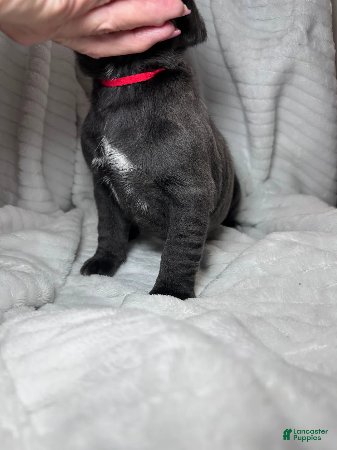 Cane Corso dogs for sale: Cane Corso Puppy 6 - Ad 16