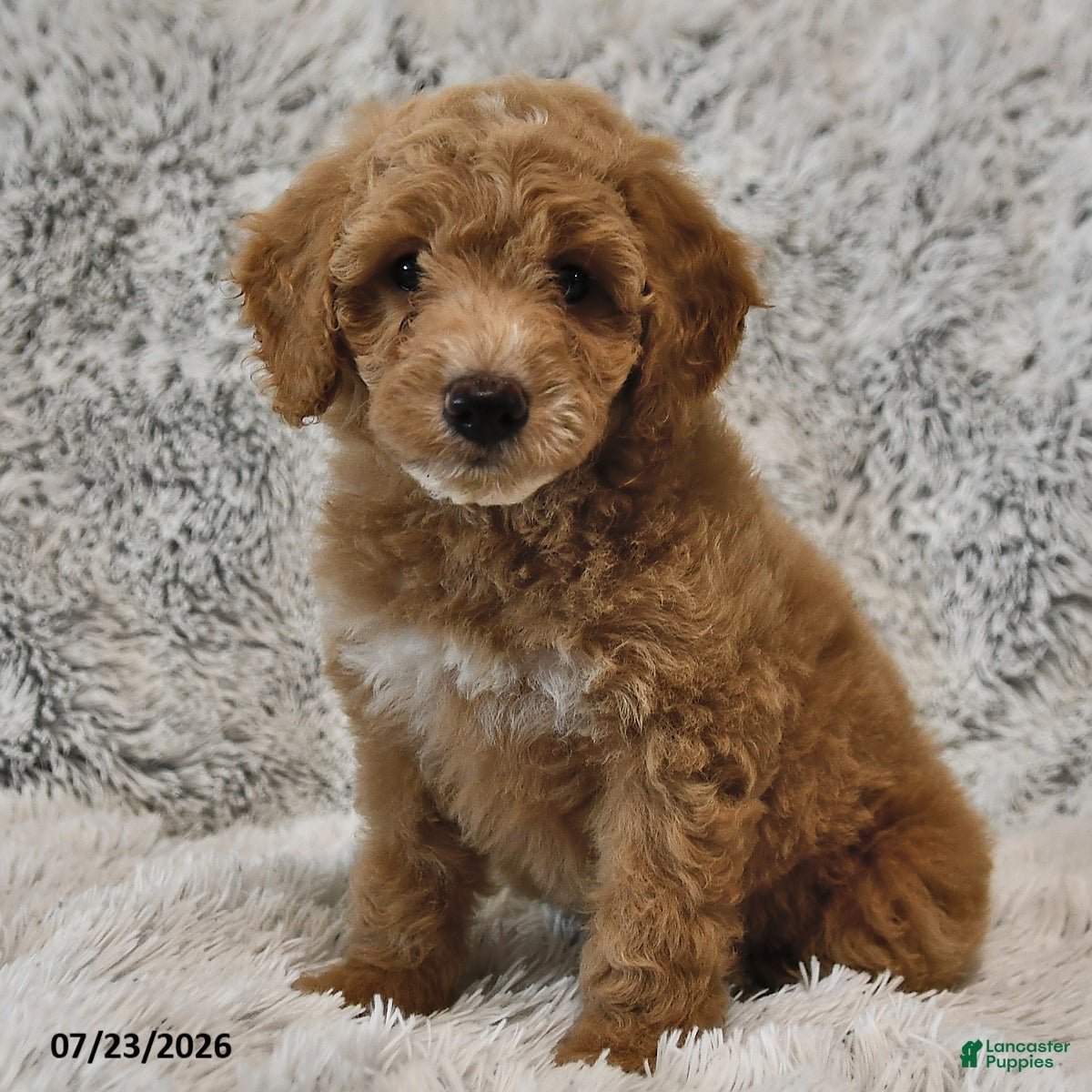 Mini Goldendoodle dogs Skippers - Ad 2