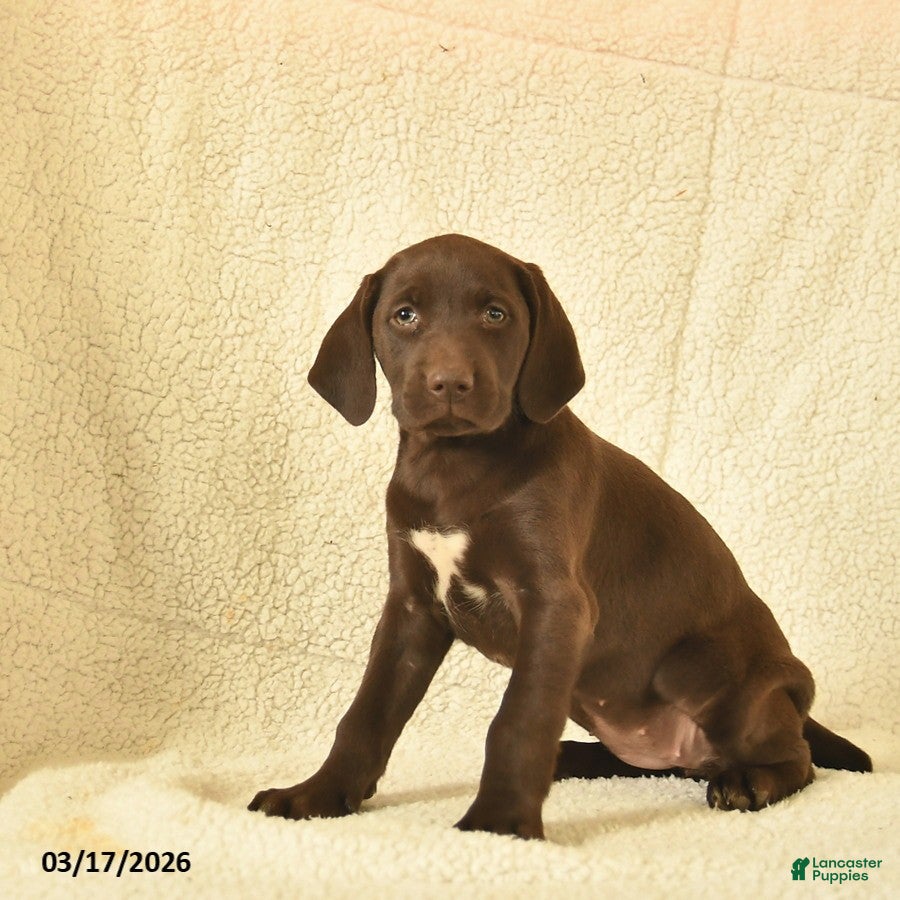 German Shorthaired Pointer dogs Marigold  - Ad 1