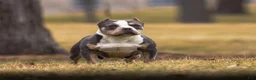 American Bully dogs for sale: Maya - Spayed adult female  - Ad 1